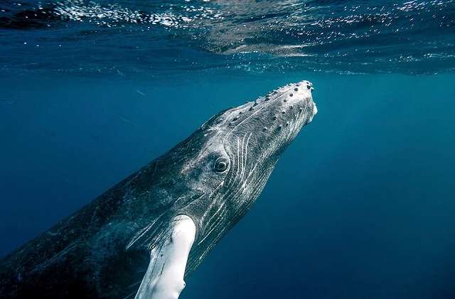 Photo of Baby Humpback Whale by Christopher Michel WikiMedia